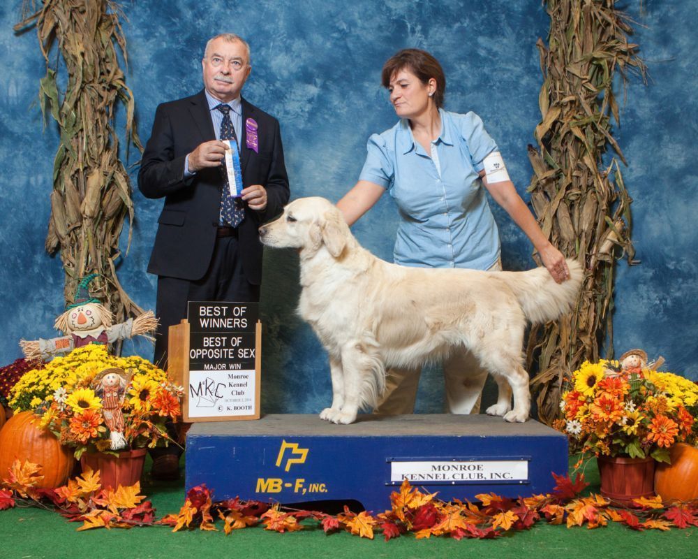 CH. 1st Class Goldens Bella gioventu'