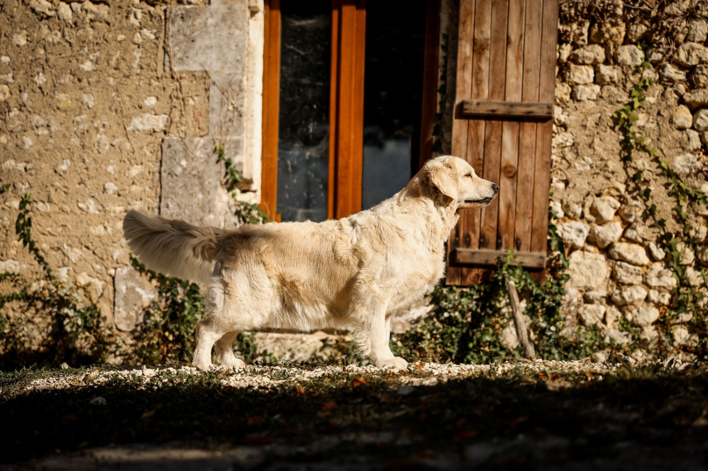 1st Class Goldens Candice Renoir