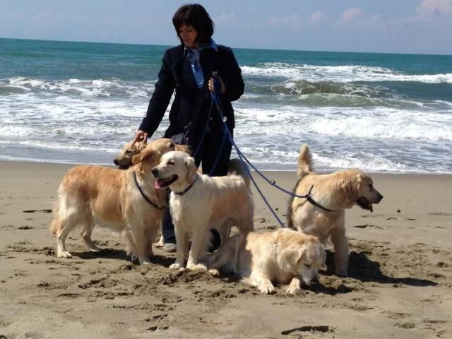 1st Class Golden Retrievers