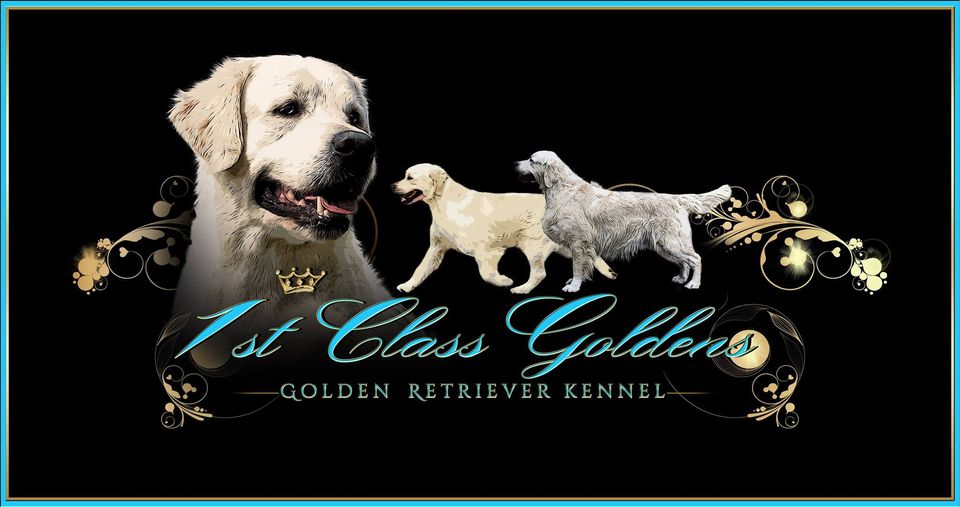 1st Class Goldens